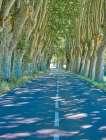 France, Provence. Backroad through tunnel of trees Art Print